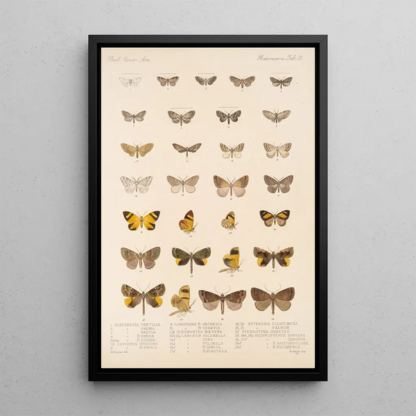 Frederick DuCane Godman - Insecta LepidopteraHeterocera Pl 055.webp