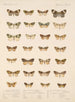 Insekty Lepidoptera Heterocera Pl 056 - Frederick Du Cane Godman — widok dzieła