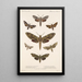 Insecta Lepidoptera Heterocera Pl 065 - Frederick DuCane Godman — oprawiony obraz na ścianie