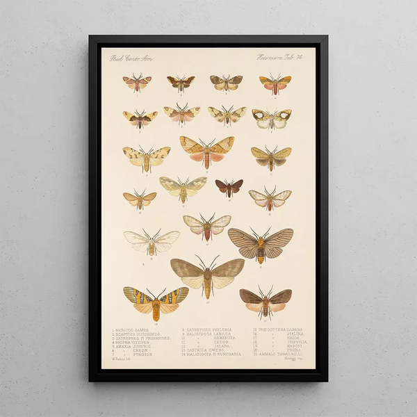 Frederick DuCane Godman - Insecta LepidopteraHeterocera Pl 074.webp