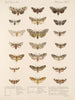 Insekty Motyle Heterocery Pl 075 - Frederick Du Cane Godman — widok dzieła