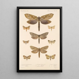 Frederick DuCane Godman - Insecta LepidopteraHeterocera Pl 089.webp