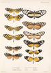 Insecta Lepidoptera Rhopalocera Pl 001 - Frederick DuCane Godman — widok dzieła