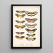 Insecta Lepidoptera Rhopalocera Pl 001 - Frederick DuCane Godman — oprawiony obraz na ścianie