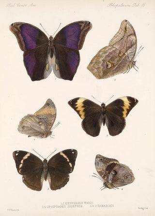 Frederick DuCane Godman - Insecta LepidopteraRhopalocera Pl 013.webp