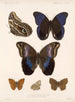 Insekty Motyle Rhopalocères Pl 015 - Frederick Du Cane Godman — widok dzieła
