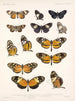 Insekty Motyle Rhopalocera Pl 016 - Frederick Du Cane Godman — widok dzieła