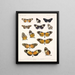 Insekty Motyle Rhopalocera Pl 016 - Frederick Du Cane Godman — oprawiony obraz na ścianie