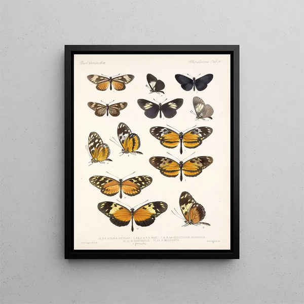 Insekty Motyle Rhopalocera Pl 016 - Frederick Du Cane Godman — oprawiony obraz na ścianie