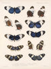 Insekty Motyle Rhopalocères Pl 018 - Frederick Du Cane Godman — widok dzieła