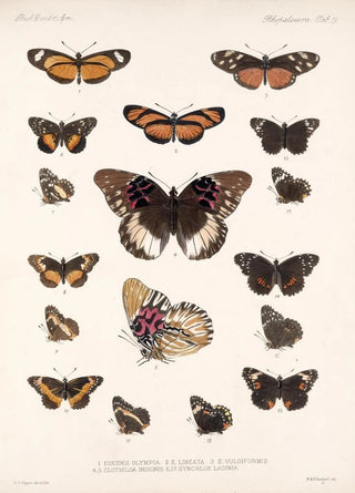 Frederick DuCane Godman - Insecta LepidopteraRhopalocera Pl 019.webp