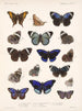 Insekty Motyle Rhopalocères Pl 023 - Frederick Du Cane Godman — widok dzieła