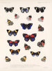 Insekty Lepidoptera Rhopalocera Pl 026 - Frederick Du Cane Godman — widok dzieła