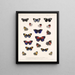 Insekty Lepidoptera Rhopalocera Pl 026 - Frederick Du Cane Godman — oprawiony obraz na ścianie
