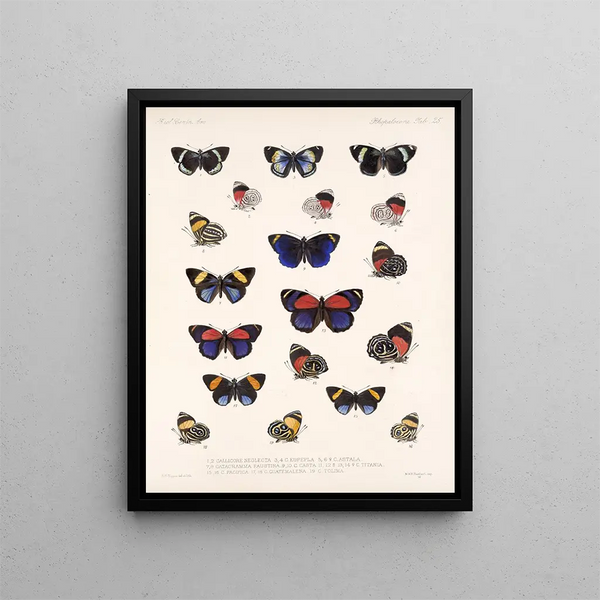 Insekty Lepidoptera Rhopalocera Pl 026 - Frederick Du Cane Godman — oprawiony obraz na ścianie