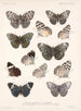 Insekty Motyle Rhopalocères Pl 027 - Frederick Du Cane Godman — widok dzieła