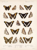 Insekty Motyle Rhopalocères Pl 030 - Frederick Du Cane Godman — widok dzieła