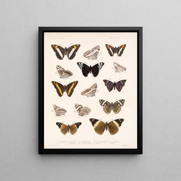 Insekty Lepidoptera Rhopalocera Pl 031 - Frederick Du Cane Godman — oprawiony obraz na ścianie