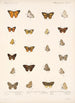 Insecta Lepidoptera Rhopalocera Pl 040 - Frederick DuCane Godman — widok dzieła