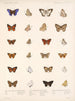 Insekty Lepidoptera Rhopalocera Pl 041 - Frederick DuCane Godman — widok dzieła