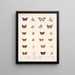 Insekty Lepidoptera Rhopalocera Pl 041 - Frederick DuCane Godman — oprawiony obraz na ścianie