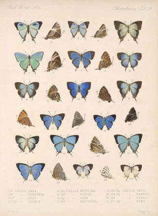 Frederick DuCane Godman - Insecta LepidopteraRhopalocera Pl 052.webp