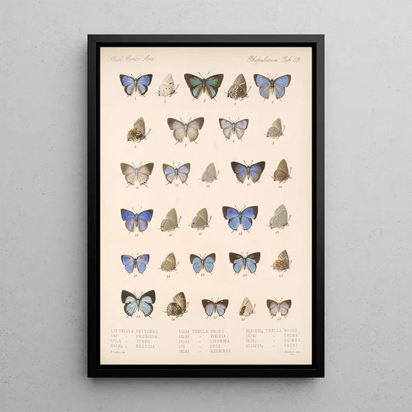 Frederick DuCane Godman - Insecta LepidopteraRhopalocera Pl 054.webp