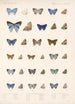 Insecta Lepidoptera Rhopalocera Pl 057 - Frederick DuCane Godman — widok dzieła