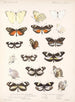 Insekty Lepidoptera Rhopalocera Pl 061 - Frederick DuCane Godman — widok dzieła