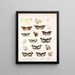 Insekty Lepidoptera Rhopalocera Pl 061 - Frederick DuCane Godman — oprawiony obraz na ścianie