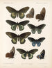 Insekty Motyle Rhopalocères Pl 067 - Frederick DuCane Godman — widok dzieła