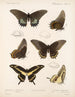 Insekty Lepidoptera Rhopalocera Pl 070 - Frederick DuCane Godman — widok dzieła