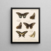 Insekty Lepidoptera Rhopalocera Pl 070 - Frederick DuCane Godman — oprawiony obraz na ścianie