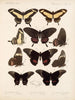 Insekty Lepidoptera Rhopalocera Pl 071 - Frederick DuCane Godman — widok dzieła