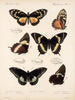 Insekty Motyle Rhopalocères Pl 072 - Frederick DuCane Godman — widok dzieła
