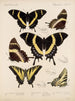 Insekty Lepidoptera Rhopalocera Pl 073 - Frederick DuCane Godman — widok dzieła