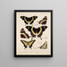 Insekty Lepidoptera Rhopalocera Pl 073 - Frederick DuCane Godman — oprawiony obraz na ścianie