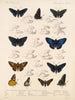 Insekty Lepidoptera Rhopalocera Pl 074 - Frederick DuCane Godman — widok dzieła