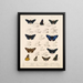 Insekty Lepidoptera Rhopalocera Pl 074 - Frederick DuCane Godman — oprawiony obraz na ścianie