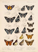 Insekty Motyle Rhopalocères Pl 075 - Frederick DuCane Godman — widok dzieła