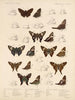 Insekty Motyle Rhopalocères Pl 076 - Frederick DuCane Godman — widok dzieła