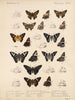Insekty Lepidoptera Rhopalocera Pl 077 - Frederick DuCane Godman — widok dzieła