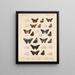 Insekty Lepidoptera Rhopalocera Pl 077 - Frederick DuCane Godman — oprawiony obraz na ścianie