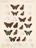 Insekty Lepidoptera Rhopalocera Pl 078 - Frederick DuCane Godman — widok dzieła