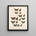 Insekty Lepidoptera Rhopalocera Pl 078 - Frederick DuCane Godman — oprawiony obraz na ścianie