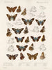 Insekty Motyle Rhopalocères Pl 106 - Frederick DuCane Godman — widok dzieła