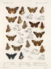 Insekty Motyle Rhopalocères Pl 107 - Frederick DuCane Godman — widok dzieła