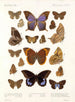 Insekty Lepidoptera Rhopalocera Pl 108 - Frederick DuCane Godman — widok dzieła