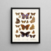 Insekty Lepidoptera Rhopalocera Pl 108 - Frederick DuCane Godman — oprawiony obraz na ścianie