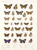 Insekty Lepidoptera Rhopalocera Pl 109 - Frederick DuCane Godman — widok dzieła